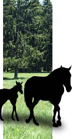 &Eacute;levage de chevaux Malopolski et Sil&eacute;sien