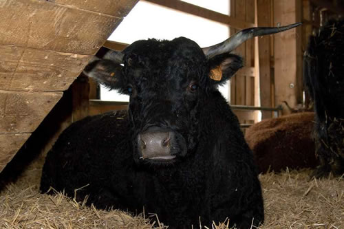 Vache salers