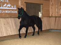 Cheval Sil&eacute;sien