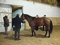 Cheval Malopolski