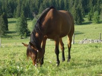 vente de chevaux